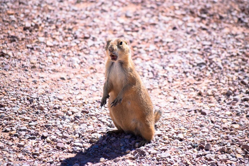 prairie dog